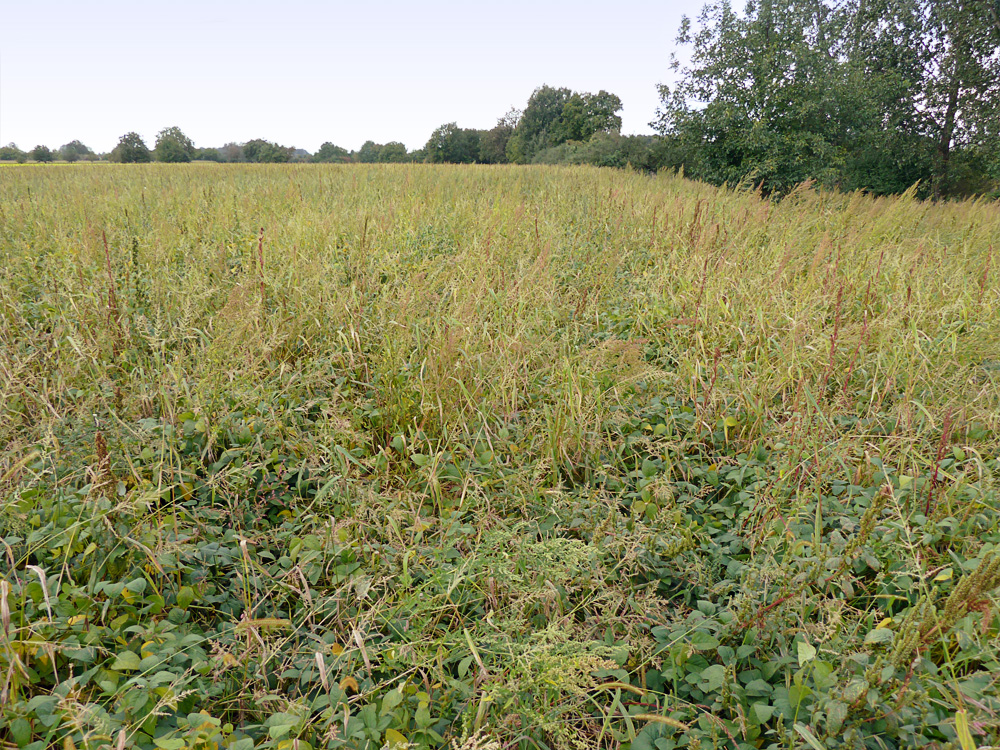 Verunkrauteter Bestand