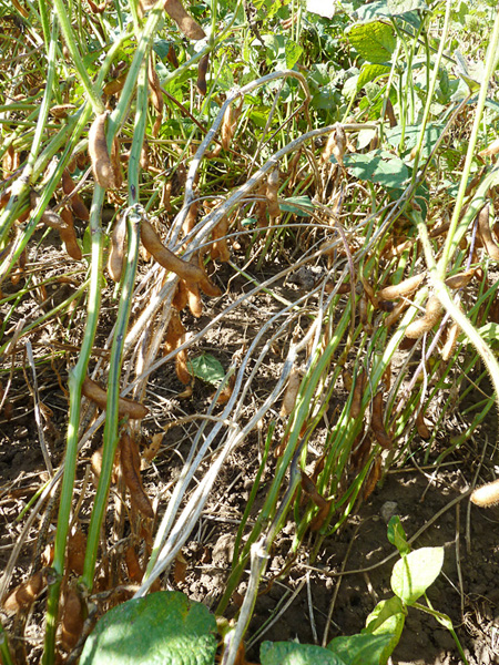Diaporthe Soja