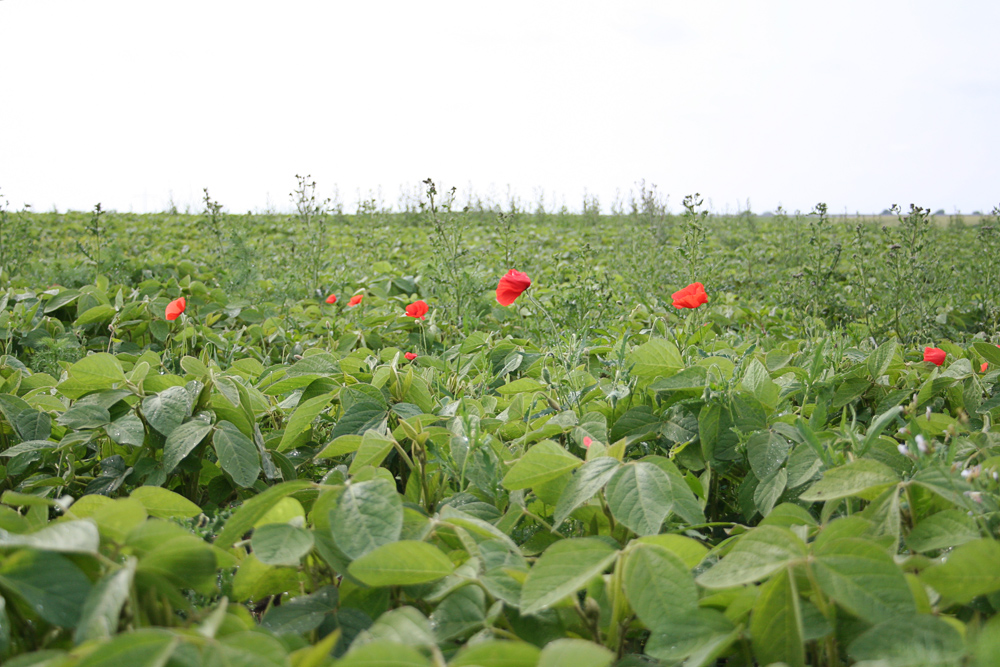 Sojafeld mit Klatschmohn