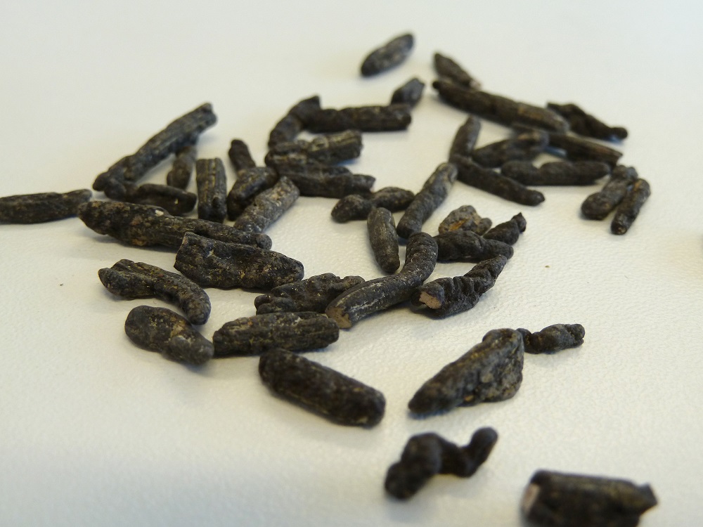 Deutschland_Taifun_Sklerotinia Sklerotien aus Erntegut