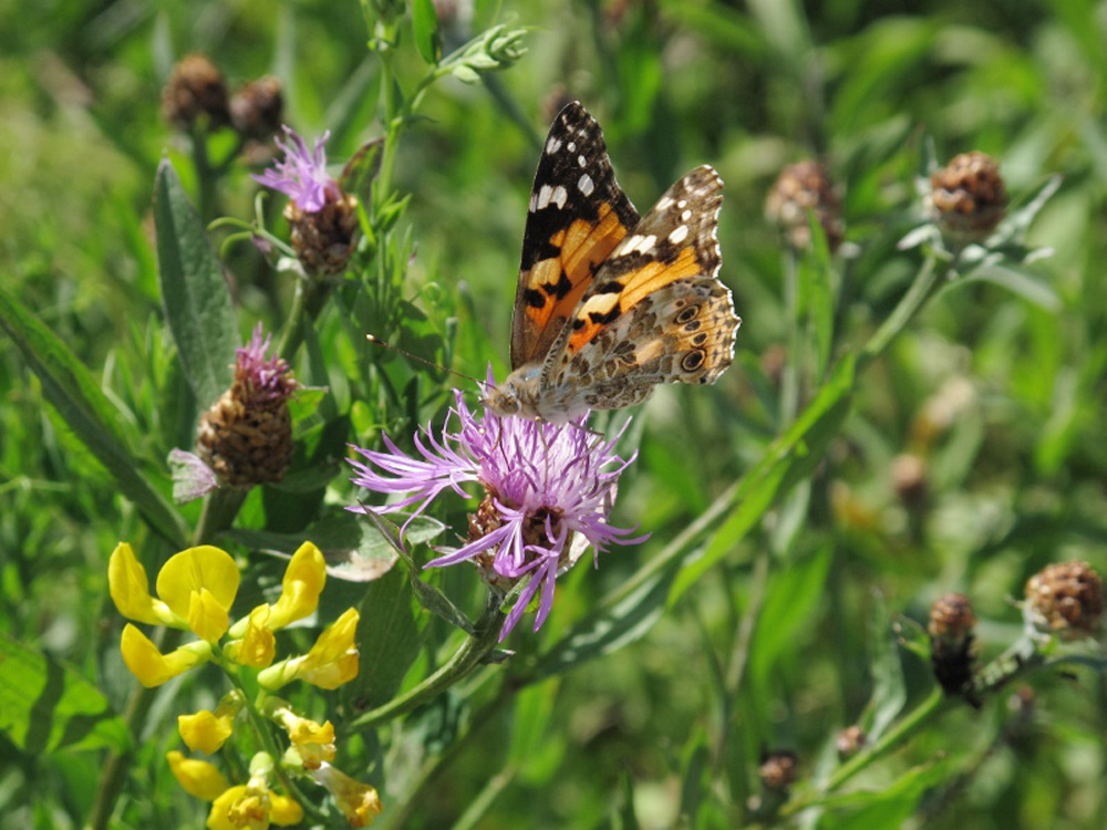 Distelfalter_schmetterling