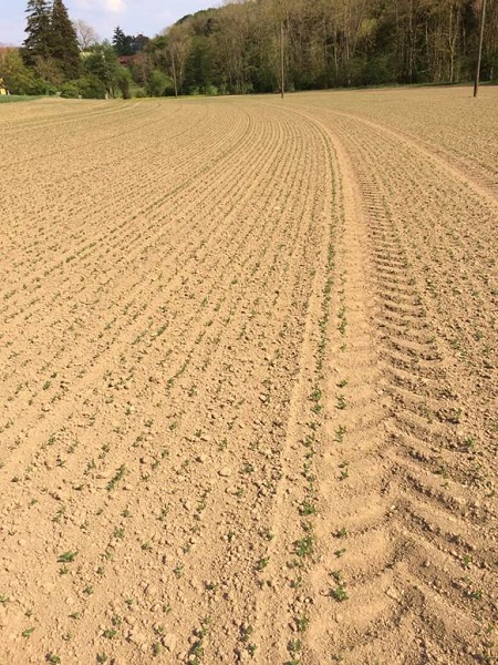 Feldaufgang auf Löss konventionell Foto Unsleber