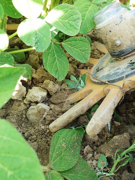 Fingerhacke in Biosoja