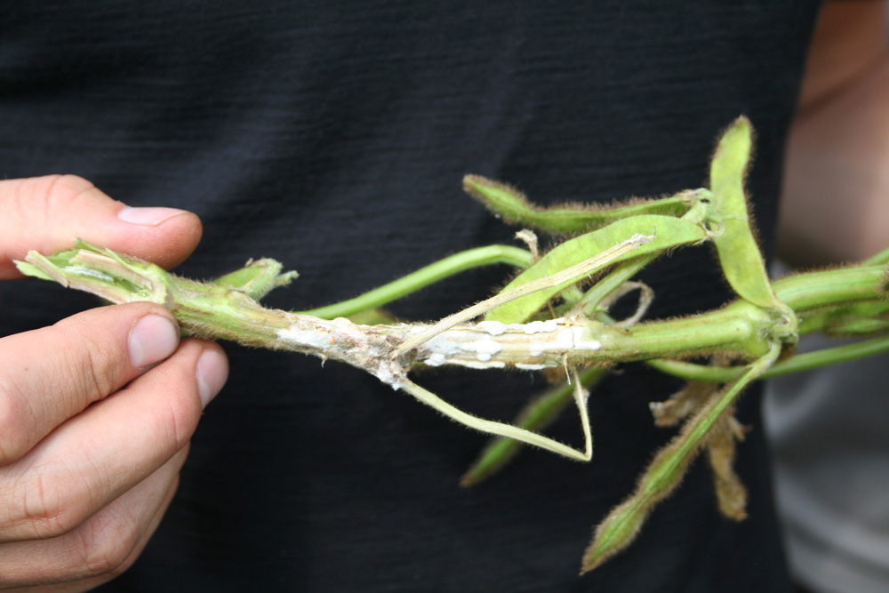 massiv Sklerotinia in Soja