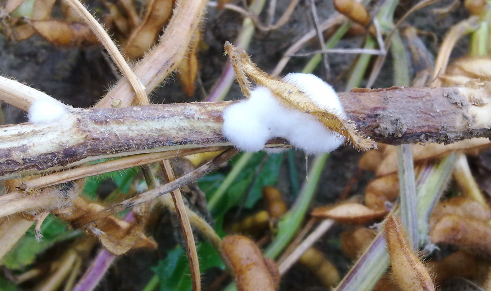 Sklerotinia-Myzel in Soja