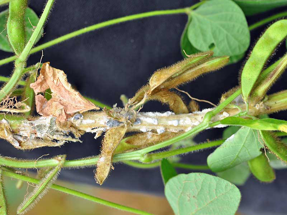 Soja_Sklerotinia3_KPW_fertig bearbeitet