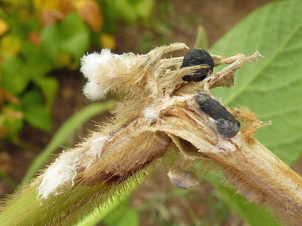 Soja_Sklerotinia
