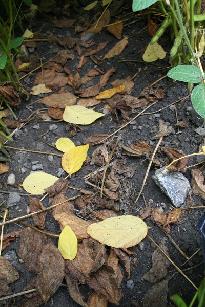 Biosoja Laubfall zur Ernte