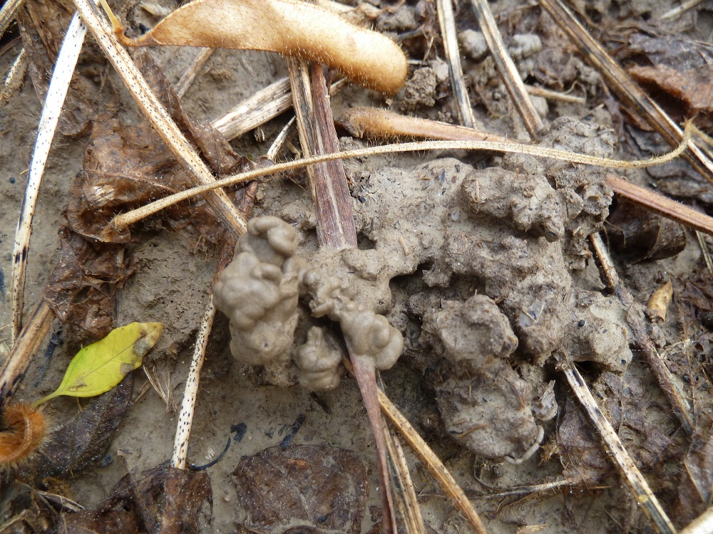 Regenwurmlosung auf Bio-Sojaacker (2)