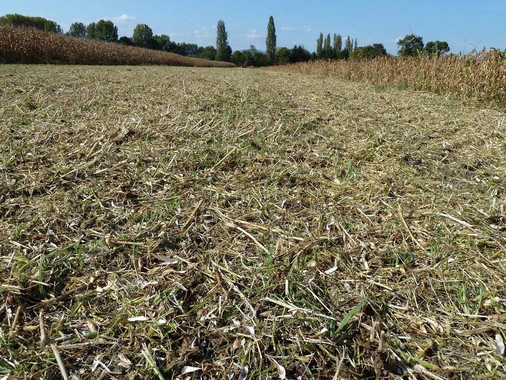 Soja Streu